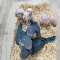 جوجه راهب سرلاکی دم دون خور عروس سرلاکی