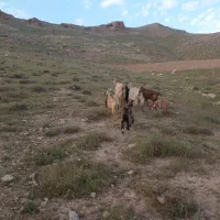 بز بزغاله