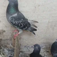 شوش دانیال رو.