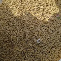 فروش جو دامی