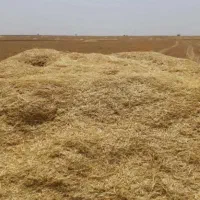 کاه گندم نرم