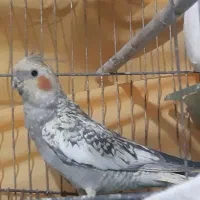 گل باقالی جوجه 2---3ماهه 8 عدد
