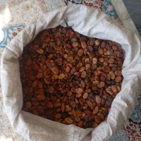 باقلا خشک