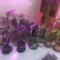 گل های خانگی/گلخونه ای