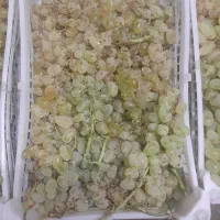 انگور عسگر شیرین