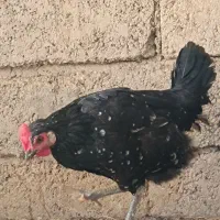 مرغ عربی،تخم گذار