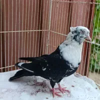 ۷تا اصلی و پرشی