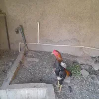 خروس لاری اشامو