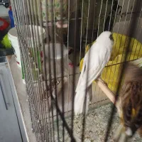 یک جفت قناری رسمی بلند