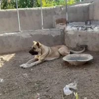 سگ سرابی