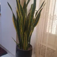 گلدان سانسوریا
