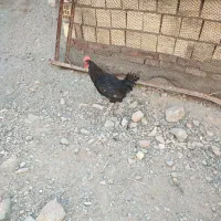 خروس