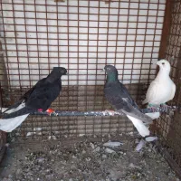 کبوتر