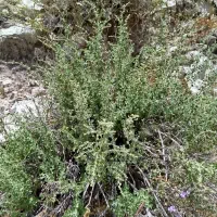 آویشن کوهی امسال