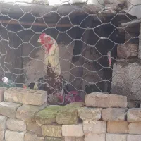 خروس تاج مهر صابون