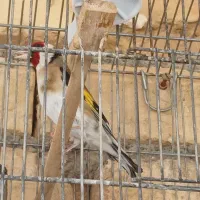 سهره