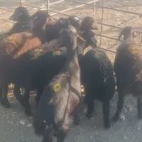 بره قزل افشار