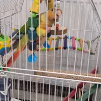 طوطی گرینچیک آناناسی ۴ماهه نر