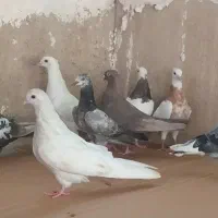 ده کبوتر خورموج
