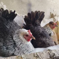 تخم مرغ نطفه دار و جوجه لری اصیل