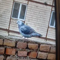 کبوتر بفروشی