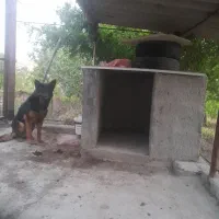 سگ ژرمن