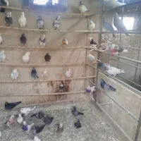 کبوتر کفتر غریب یجایی حدود ۶۰ تا