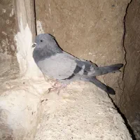 سبز جوانه گرفتنی