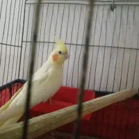 پاریس ماده