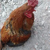 خروس برهما