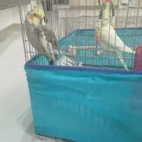 عروس هلندی