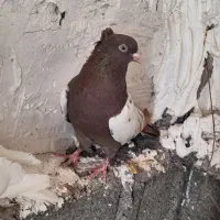 فروش ماده سینه ی جم