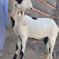 مری