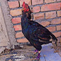 خروس پنجاب اصل وارداتی