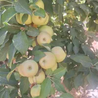 سیب درختی محلی شیرین