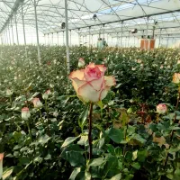 نیروی کار خانم برای کاردر گلخانه رز خوگان