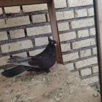 انواع کبوتر