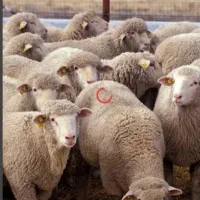 یک نفرکمک چوپان برای ترکیه