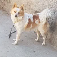 حیوانات خانگی