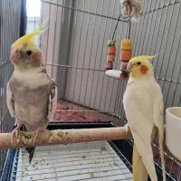 عروس هلندی