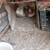 کفتر معامله  آگهی بخون
