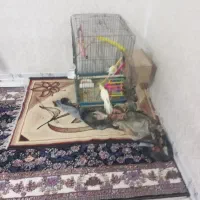فروش‌عروس‌هلندی‌‌با‌۳عدد‌تخم‌‌فروش‌فوری‌