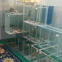 اکواریم ماهی شب عید