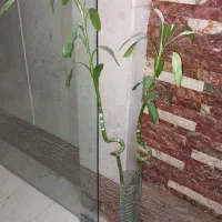 ۲ شاخه گل بامبو به همراه گلدان شیشه ای
