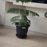 گل نخل مطبق
