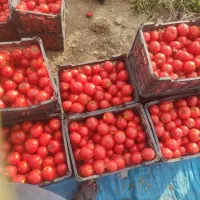 گوجه درجه یک