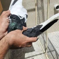 ماده چپ سیاه گلدار