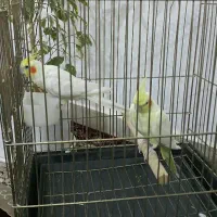 عروس هلندی
