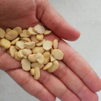 لپه باقالی