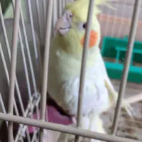 عروس هلندی